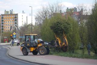 Mieli wycinać, ale przesadzili. Tylko czy klony się przyjmą w nowym miejscu?