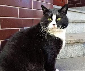 Kot Gacek zostanie ambasadorem wolno żyjących kotów?