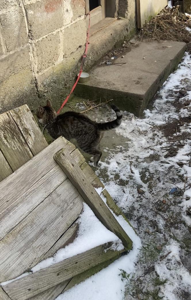 Skandaliczne warunki. Kot uwięziony na smyczy. „Jak przeżył zimę? nie wiemy” 