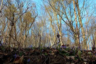 Wiosna w lasach podprzemyskich