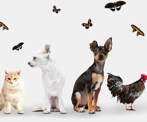 Krzyżówka o zwierzętach. Czy odgadniesz wszystkie hasła?