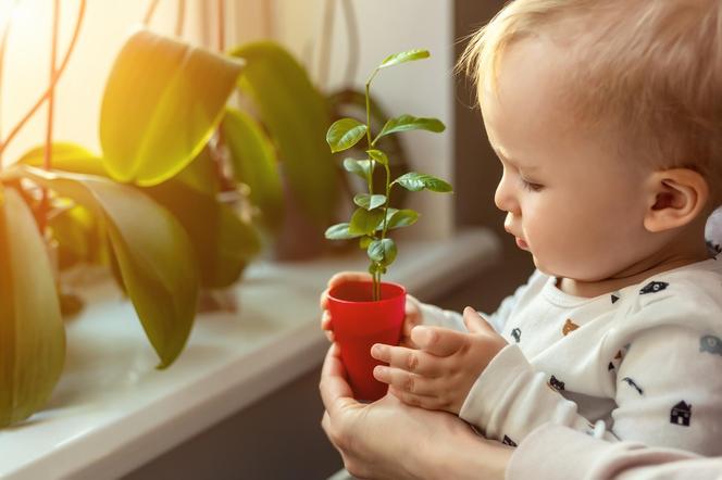 Najlepsze rośliny do pokoju dziecka. Bezpieczne kwiaty doniczkowe dla dzieci