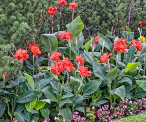 Paciorecznik ogrodowy (kanna) - Canna × generalis