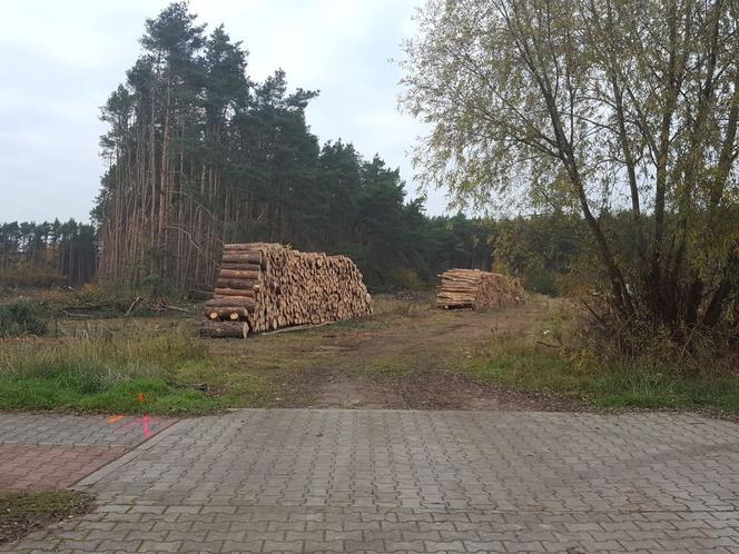 Zniknął kawał lasu w strefie inwestycyjnej I.D.E.A. w Lesznie