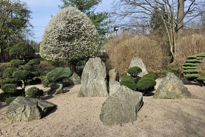 Ogród Japoński otwiera się dla zwiedzających. Na wiosenny spacerek jak znalazł 