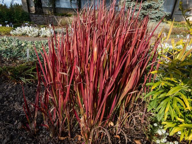 Imperata cylindryczna 'Red Baron'