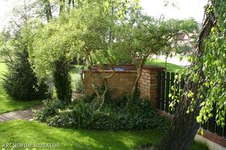 Wierzba mandżurska w ogrodzie