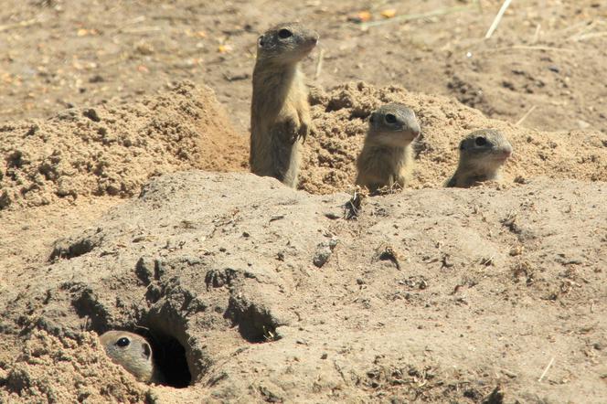 Z Poznańskiego Zoo na wolność! Susły wyruszyły w świat