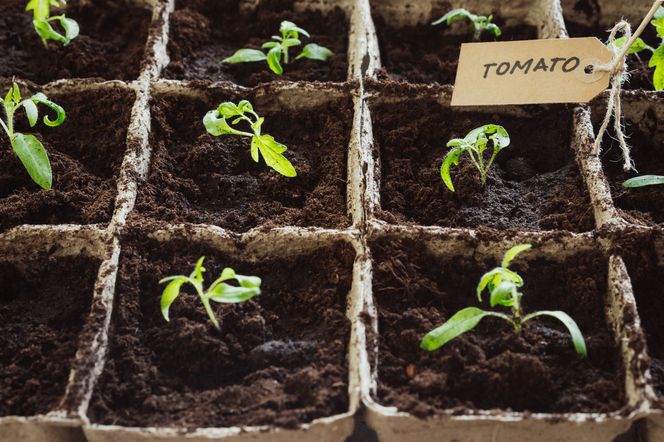 Pikowanie pomidorów