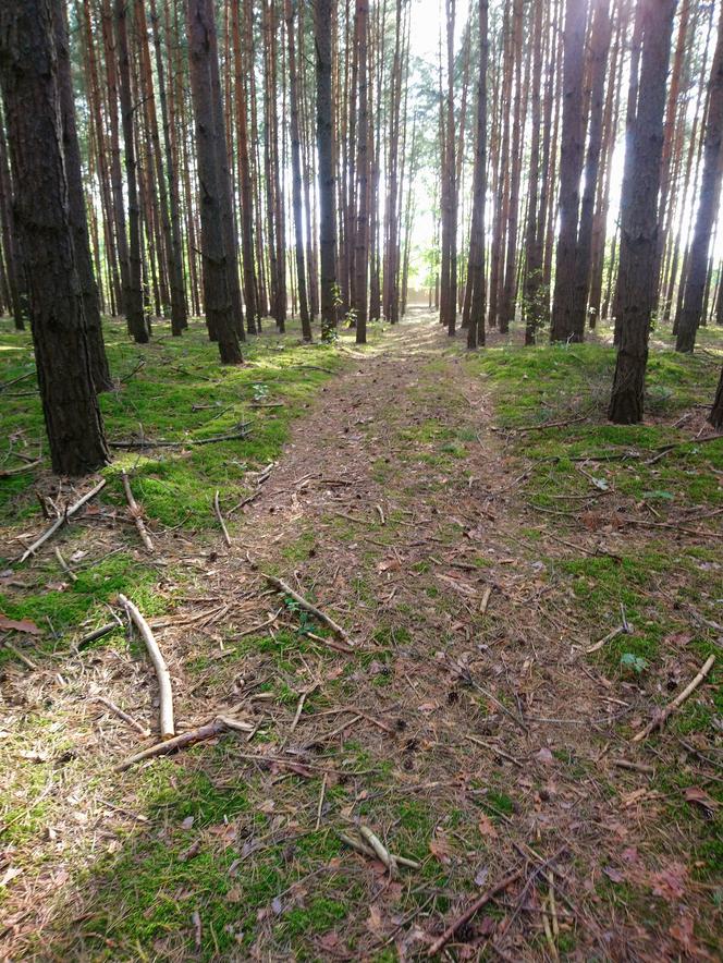 Gmina Sieniawa sprzedała las z historyczną mogiłą [ZDJĘCIA]