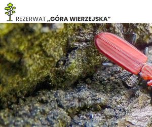 Góry Wierzejska pod Kielcami będzie nowym rezerwatem