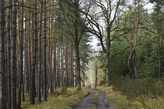 Grzybiarz z Iławy po wyjściu z lasu stwierdził, że ukradli mu auto