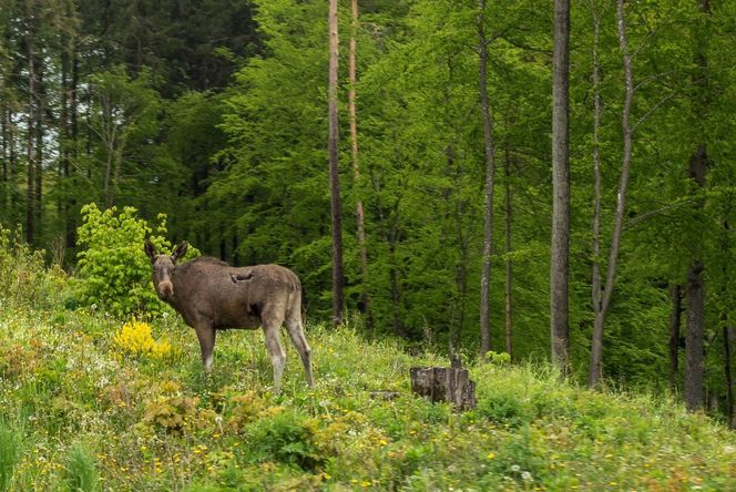 To największy kompleks leśny na Mazurach. Co krok pojawiają się malownicze jeziora