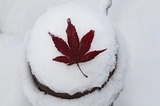 Kiedy spadnie śnieg? Pierwszy śnieg w Polsce zimą 2015 - czeka nas Early Winter?