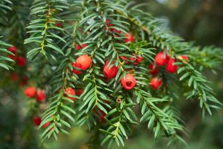 Trujące rośliny w ogrodzie