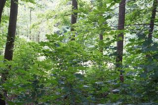 To najmniejsze jezioro w Olsztynie. Prawie nikt o nim nie słyszał [ZDJĘCIA]
