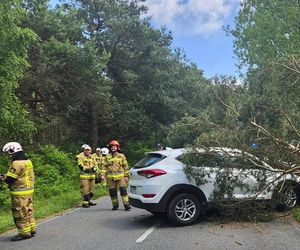 Drzewo spadło na auto na Helu