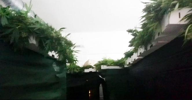 Policja zlikwidowała plantację marihuany