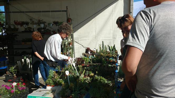 Chorzów: Kwiaty, zioła i dodatki do ogrodu. W Parku Śląskim trwa Święto Kwiatów [ZDJĘCIA]