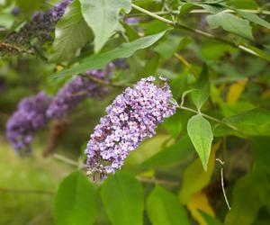 Budleja Dawida (Buddleja davidii) 