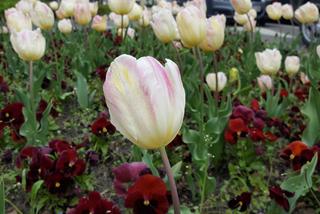 Dawno w Lesznie nie było tak kolorowo! Kwitną tulipany, bratki i stokrotki