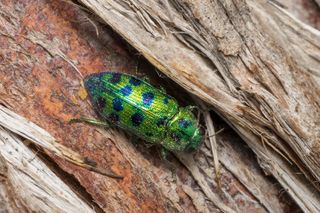 Inwazja owadów w Polsce? Wydano ostrzeżenie 