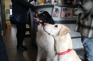 Zwierzaki można wyprowadzić do godz. 16