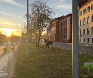 Łosie spacerowały po centrum Bydgoszczy! Mieszkańcy w szoku [ZDJĘCIA]