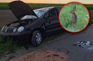 Na drogę nagle wybiegł zając. Volkswagen z 20-latką dachował na poboczu