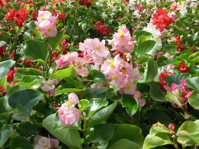Begonia stale kwitnąca