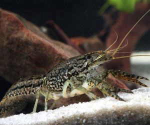 Inwazja obcych w Warszawie! Jest ich aż 100 tysięcy. Urzędnicy wynajęli łowców do walki z nimi