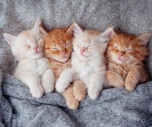 Wyjątkowe imiona dla kotki o niesamowitym znaczeniu. Rzadkie i pięknie brzmiące. Imiona dla kota