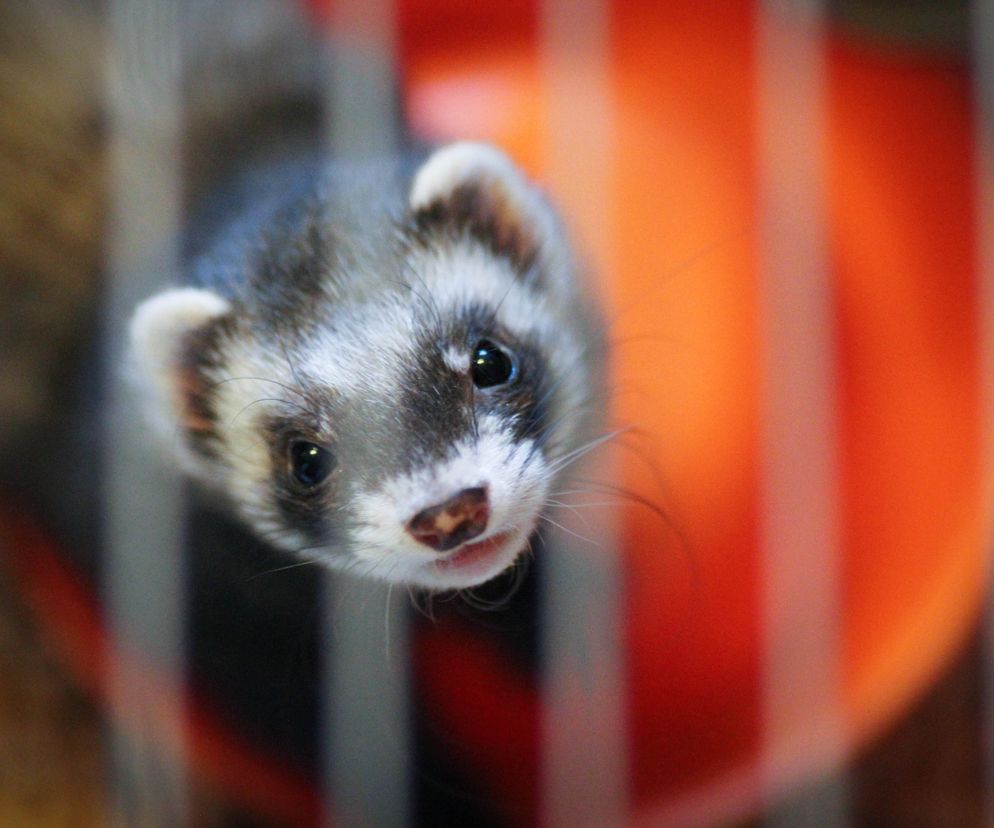 Dania masowo zabije norki we wszystkich fermach
