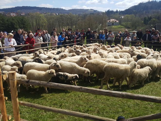 Rozpoczęcie sezonu pasterskiego w Rychwałdzie