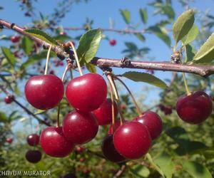 Wiśnia ‘Groniasta z Ujfehertoi’ - Prunus cerasus ‘Groniasta z Ujfehertoi’