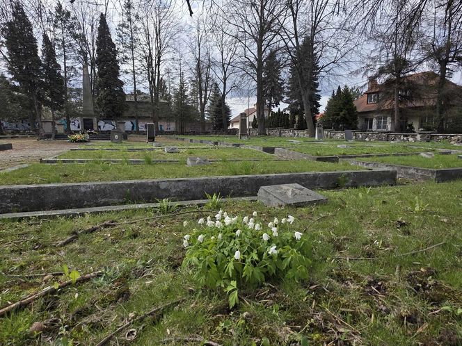  Cmentarz Armii Radzieckiej