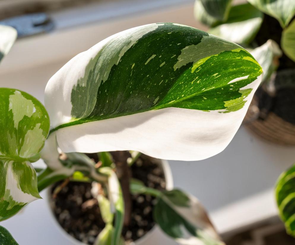 Philodendron 'White Princess'