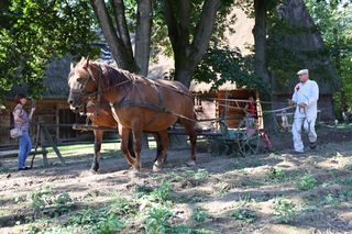 W skansenie w Lublinie pokazali, jak dawniej wyglądały wykopki kartoflane