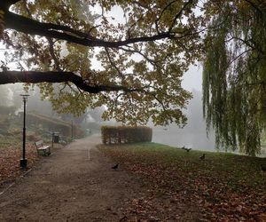 Zamojski Park jesienią