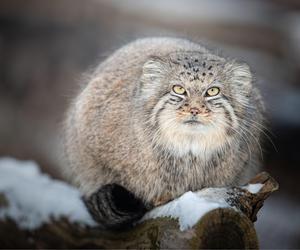 Zima w zoo we Wrocławiu. Zobacz, jak zwierzaki radzą sobie w chłodne dni 