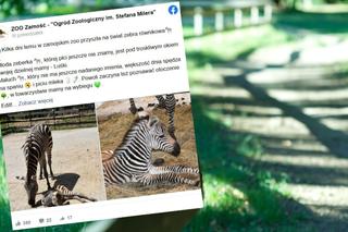 Narodziny w zamojskim zoo. Maluch już pojawia się na wybiegu!