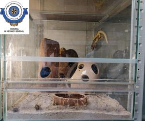 Dramatyczna interwencja w sklepie zoologicznym na Śląsku. Zwierzęta przetrzymywane w skandalicznych warunkach