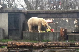 Warszawskie ZOO: Ali i Gregor skończyli 5 lat. Ogród uczcił urodziny niedźwiedzi [WIDEO]