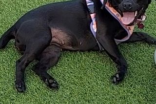 Polka oskarża PETA o kradzież psa