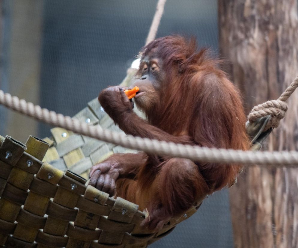 Zaskakująca sytuacja w łódzkim zoo. Odwiedzająca dokarmiała orangutany...naleśnikami