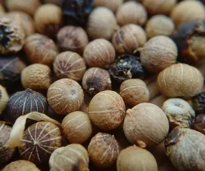 Doskonałe na wzdęcia, stany zapalne i cholesterol. Te owoce dojrzewają w sierpniu