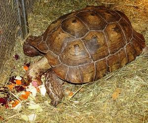 Nielegalne zwierzęta na terenie jednego z mini zoo.  Właścicielowi grozi poważna kara!