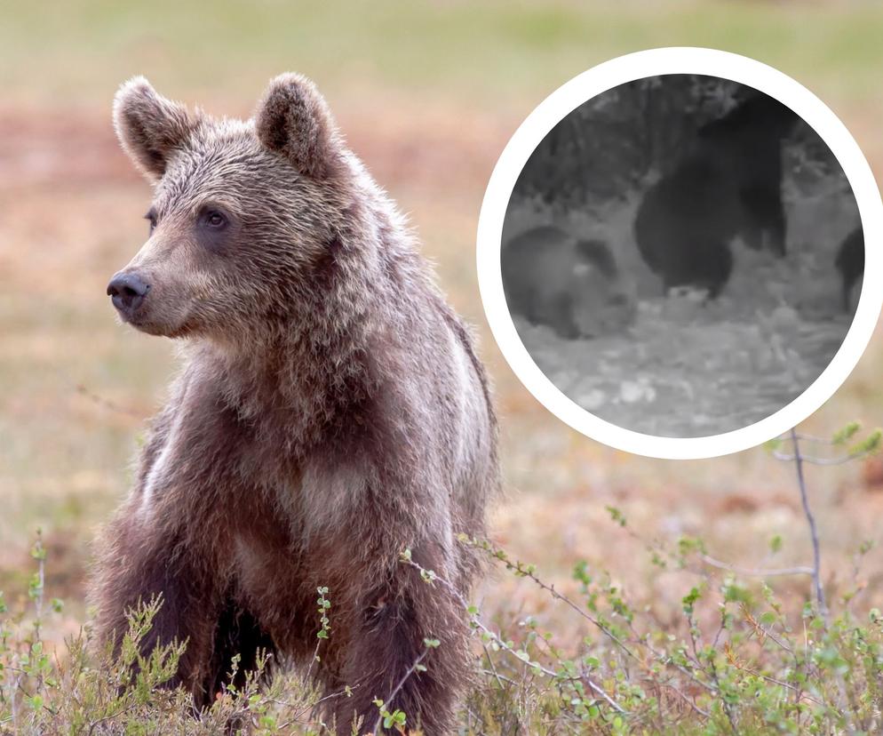 Bieszczadzkie niedźwiadki szaleją w sadzie. Niezwykłe nagranie Nadleśnictwa Baligród 