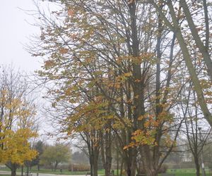 Jesień na Osiedlu Świętokrzyskim i Szydłówku w Kielcach