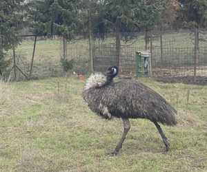 Niesforne Emu schwytane! Ptak wrócił do domu